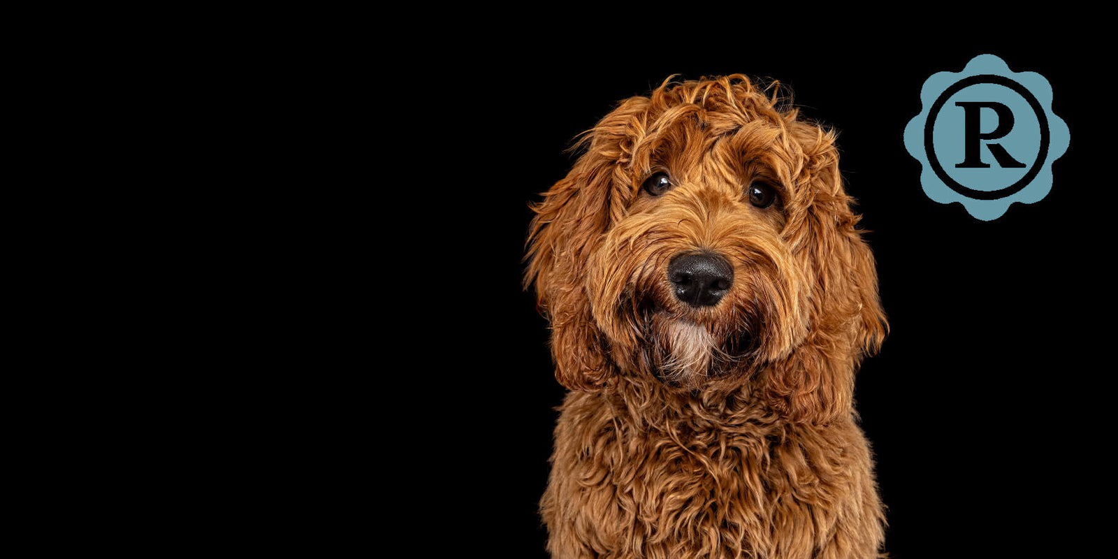 River, the Spoodle