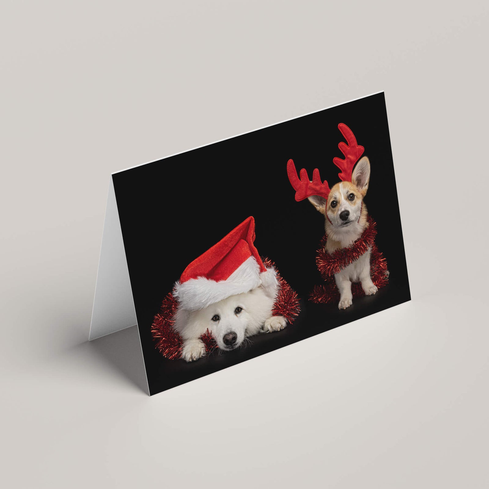 Award Winning Sydney Animal & Pet Fine Art Photography 