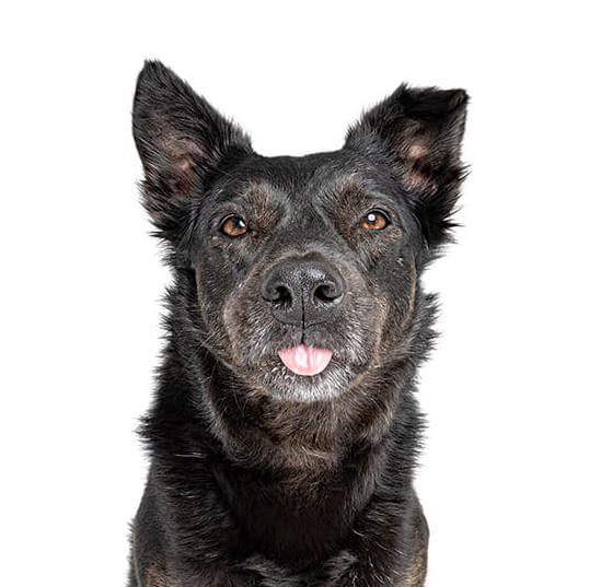 Rosie, the Cattledog x Kelpie x Border Collie