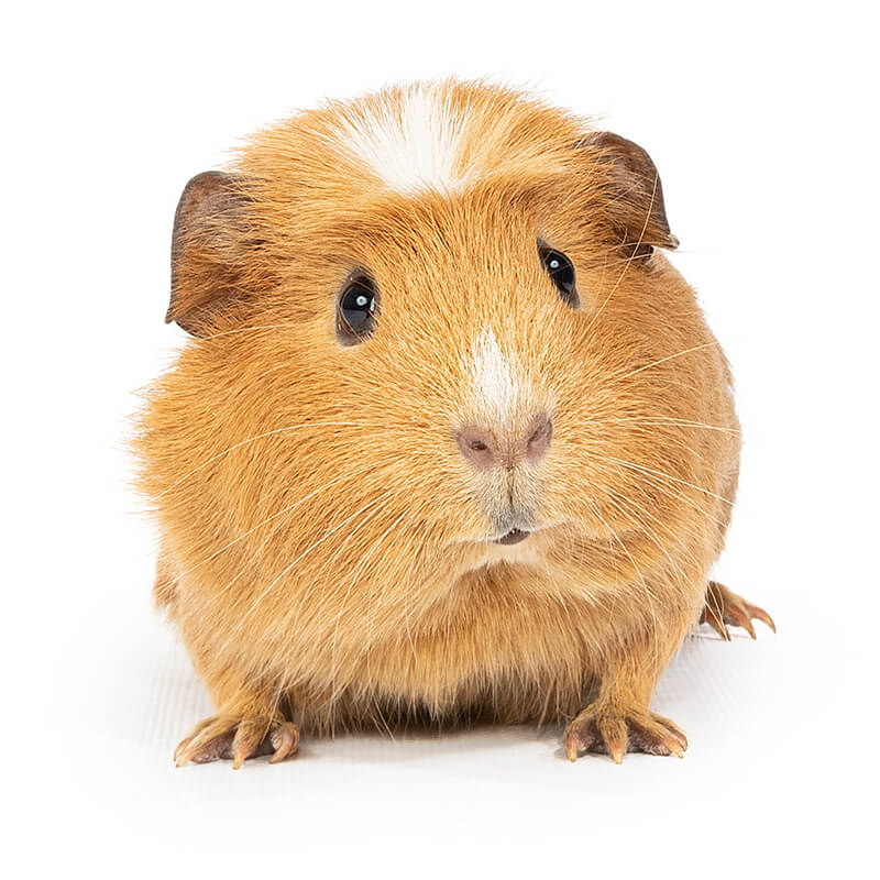 Alvin, the Guinea Pig