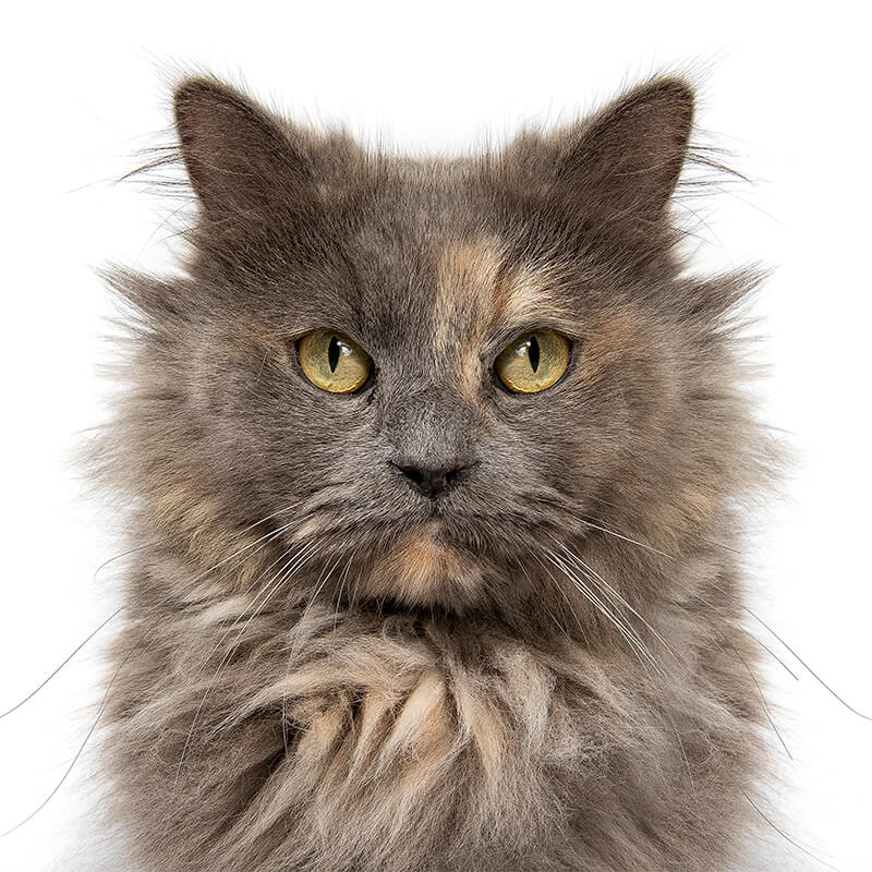 Bec, the Ragdoll Cat