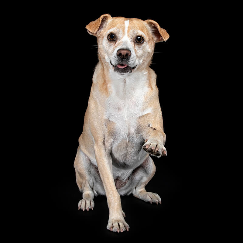 Maggie Lost but Found