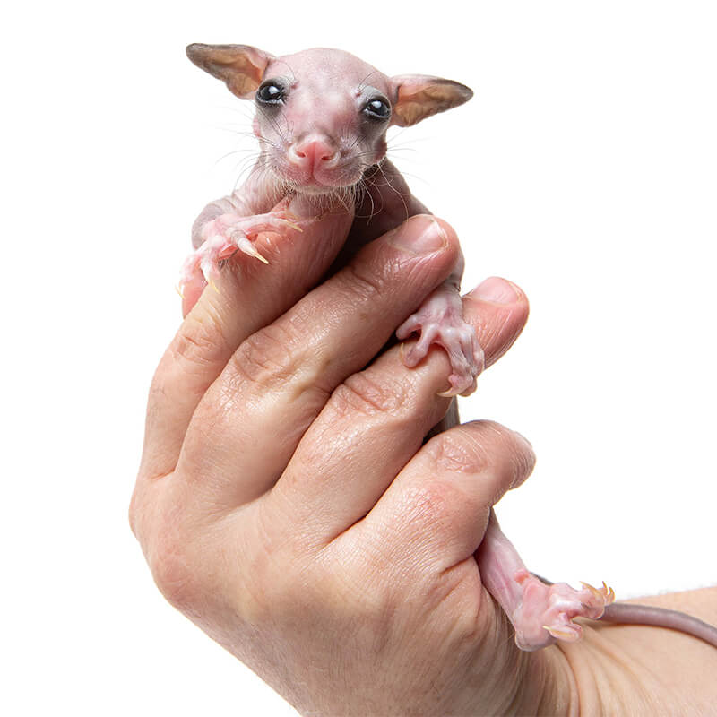 Alley, the Brushtail Possum