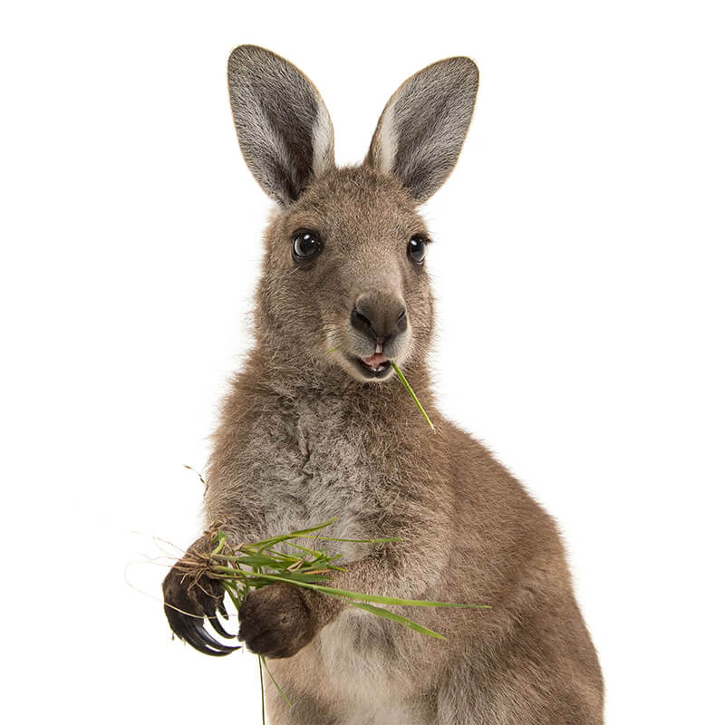 Delta, the Eastern Grey Kangaroo