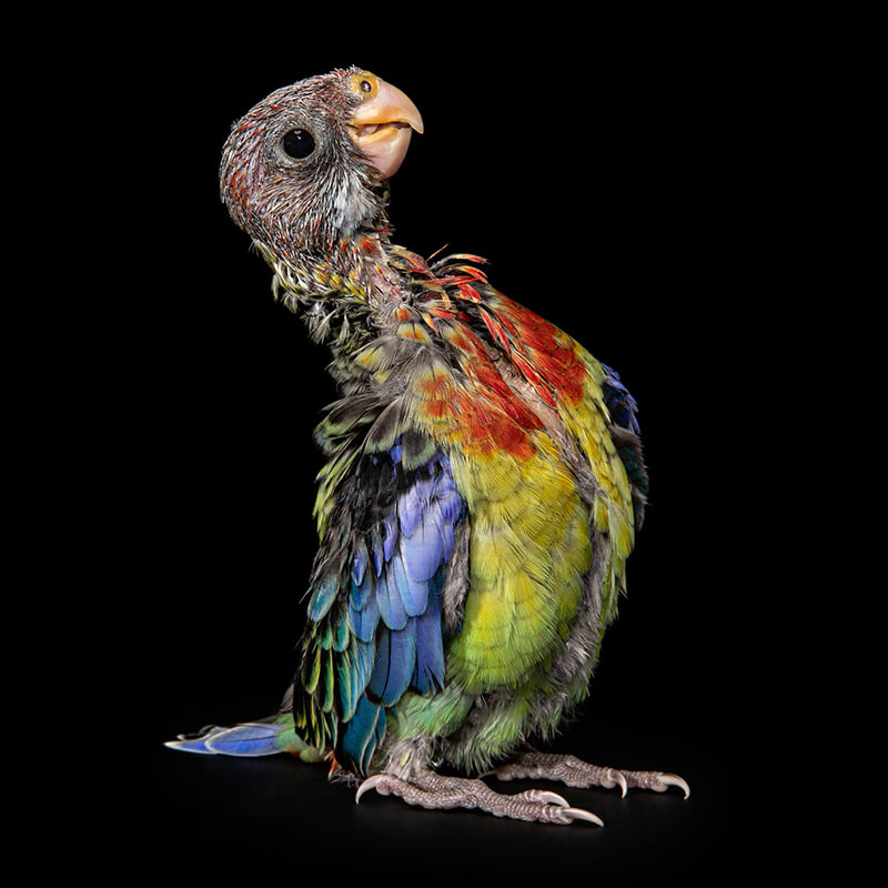 Abe, the Rosella