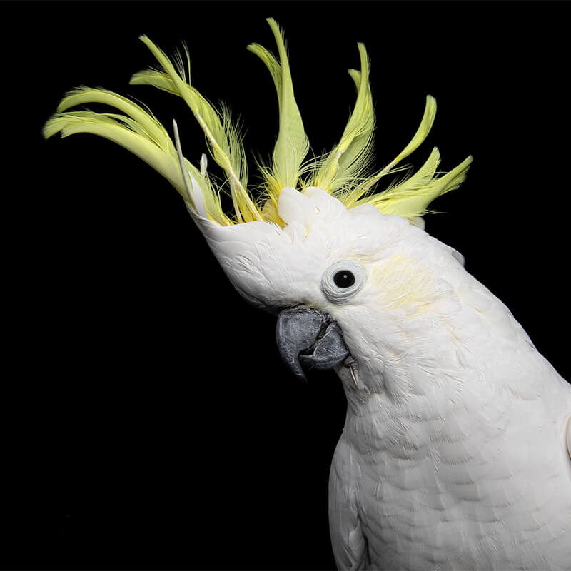 Sulfer Crested Cockatoo