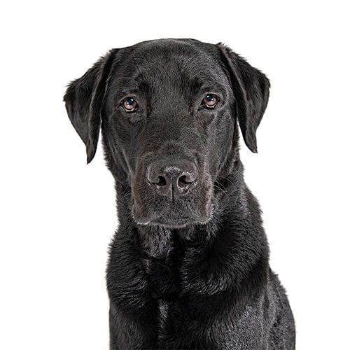 Samson, the Labrador