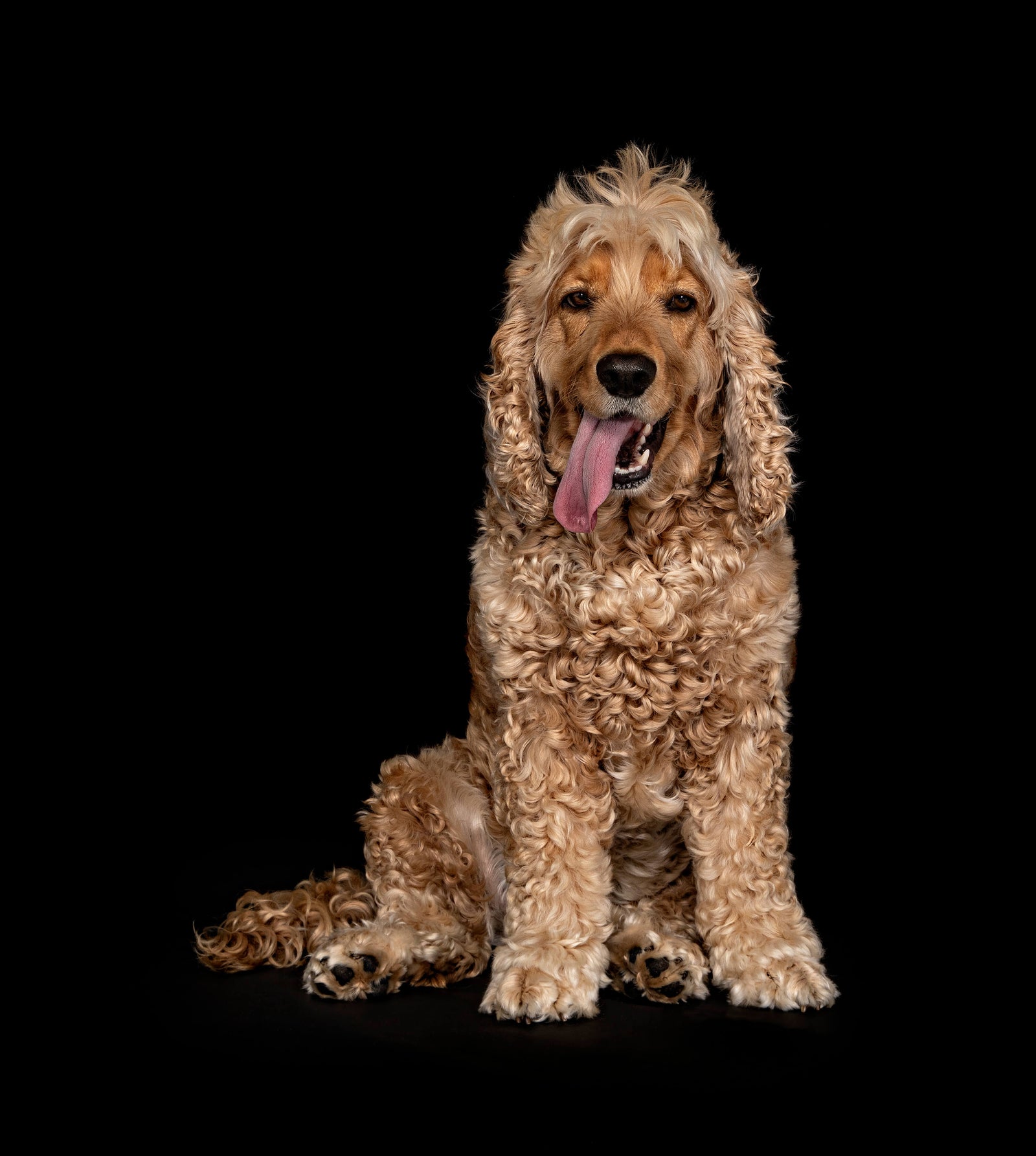 Sasha, the Cocker Spaniel