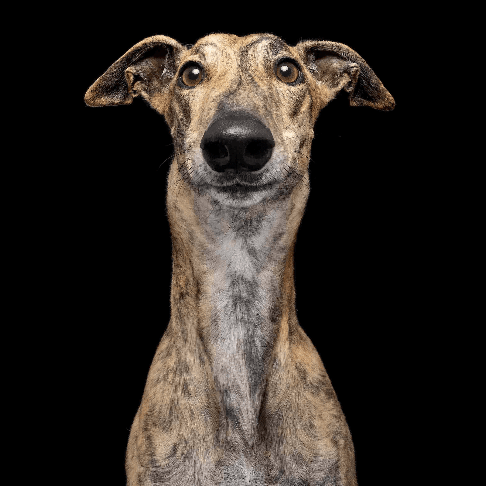 Floki the Greyhound