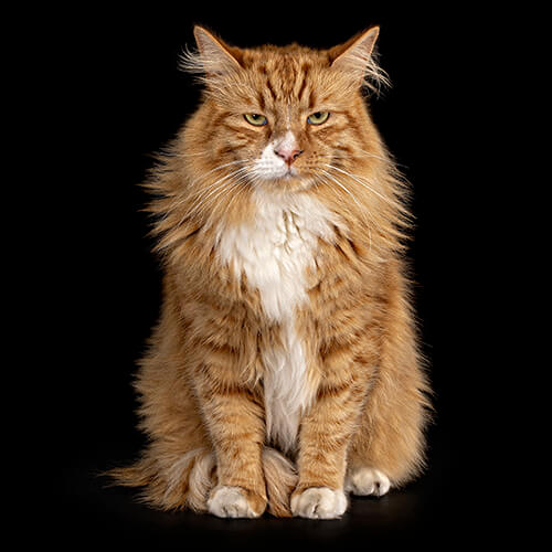 Simba, the Ginger Cat