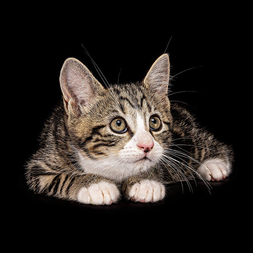 Simba, the Long-Hair Domestic Cat