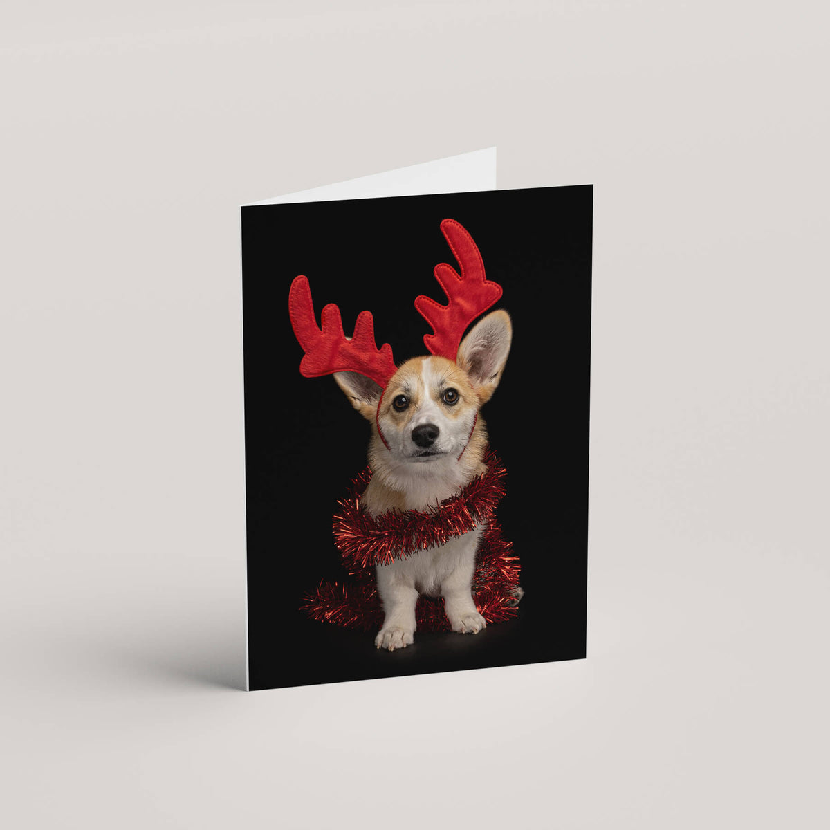 Sue the Corgi Tame and Wild Studio