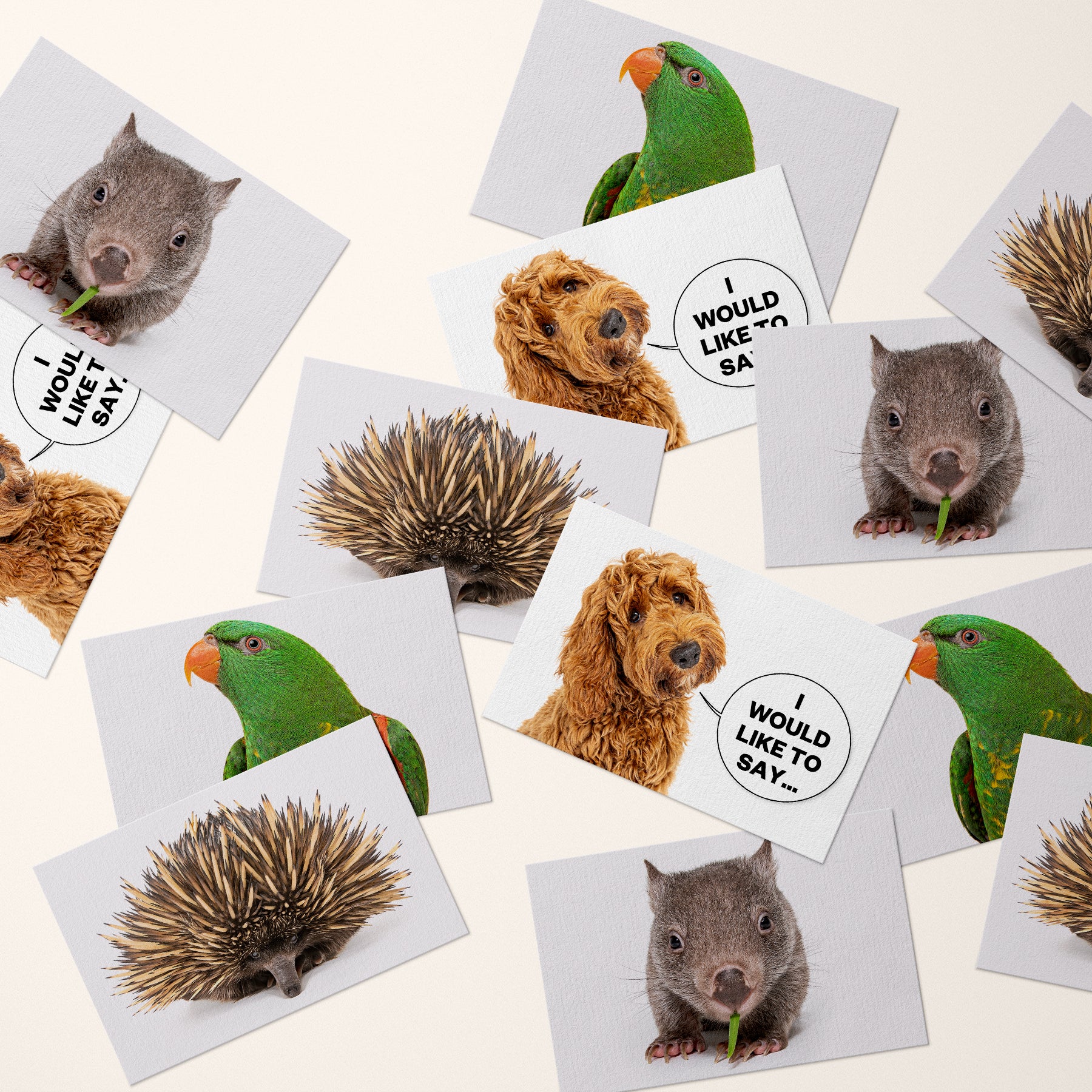 Cards | Pet Photography Sydney
