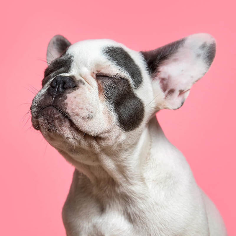 Squishee the French Bulldog