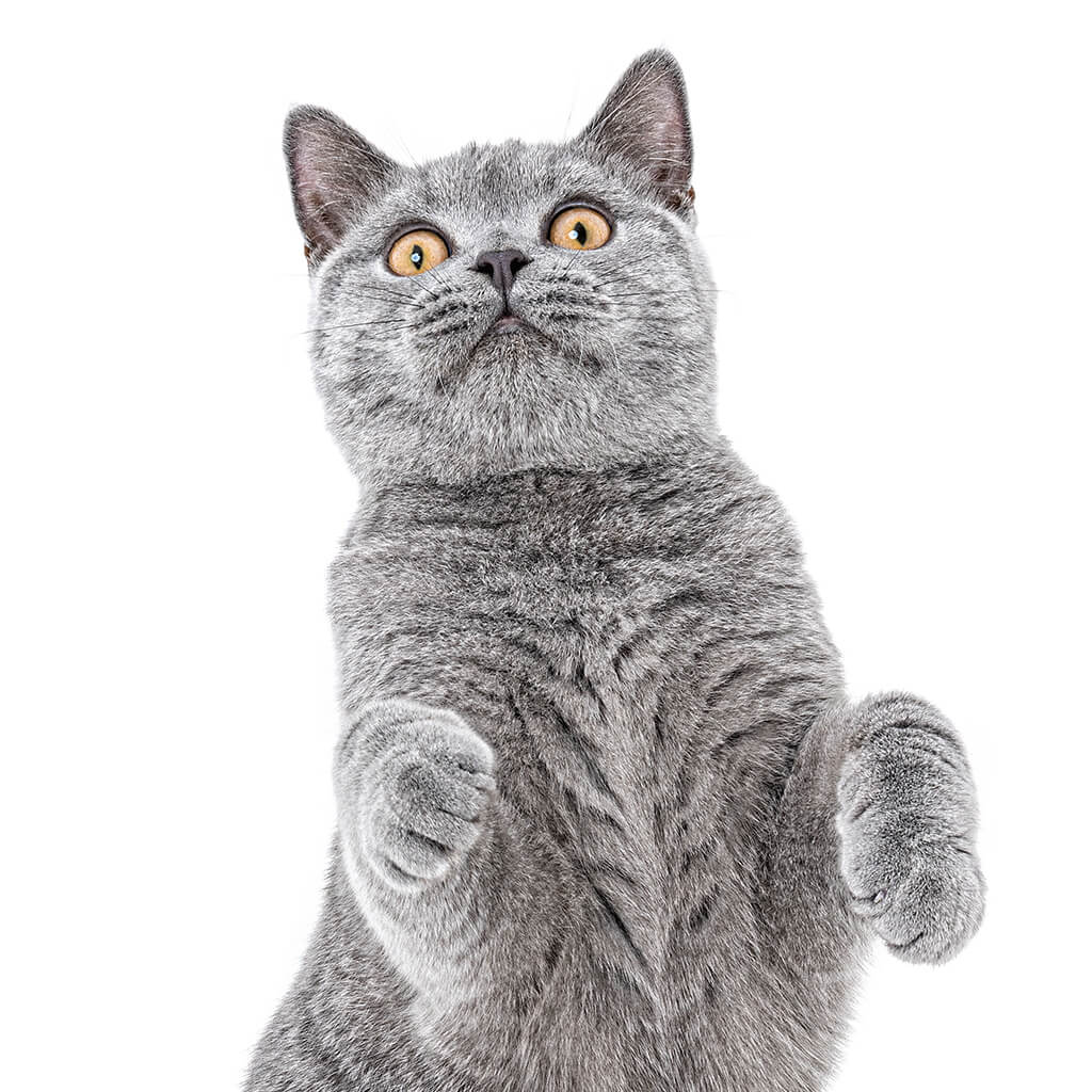 Toby, the British Blue Shorthair Cat