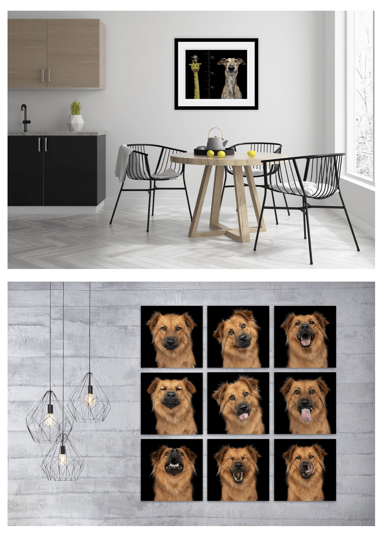 Award Winning Sydney Animal & Pet Fine Art Photography 