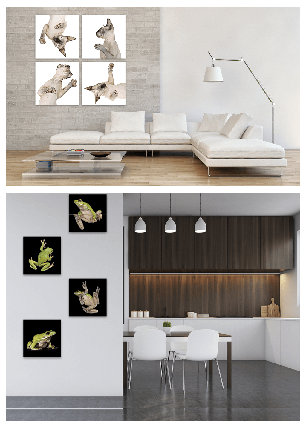 Award Winning Sydney Animal & Pet Fine Art Photography 