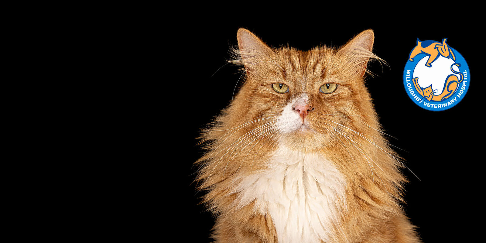 Simba, the Cat