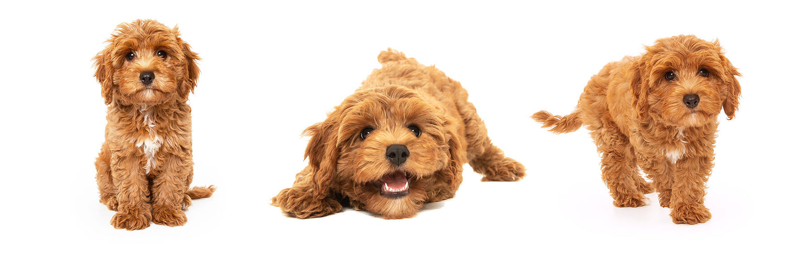 Maggie, the Cavoodle