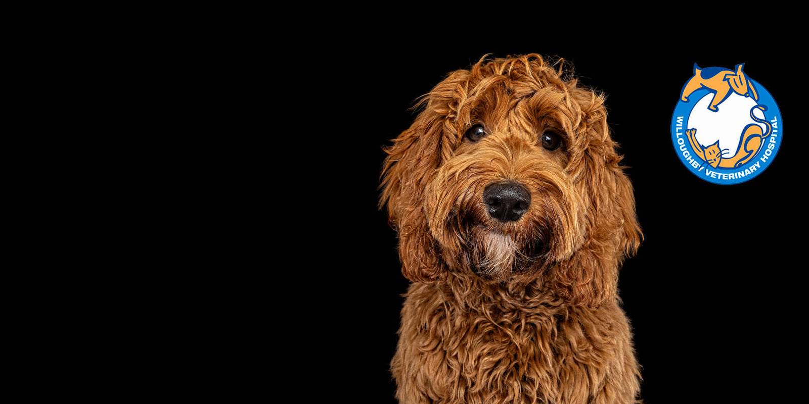 River, the Spoodle