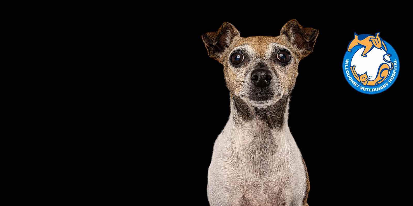 Poppi, the Mini Fox Terrier