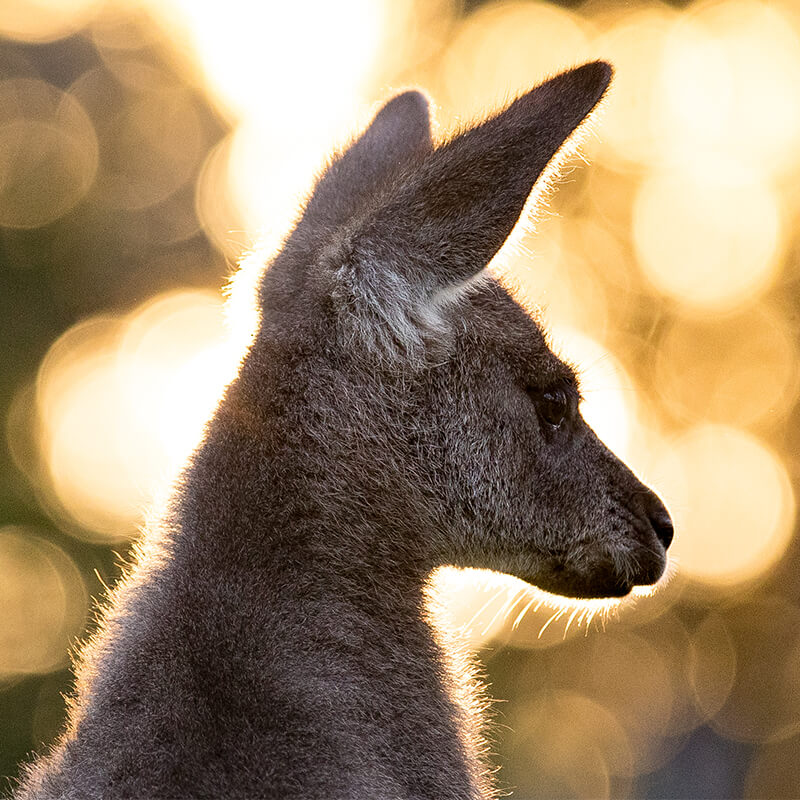 Eastern Grey Kangaroo