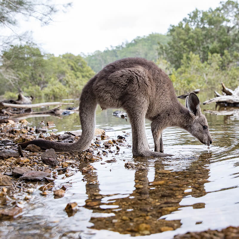Eastern Grey Kangaroo