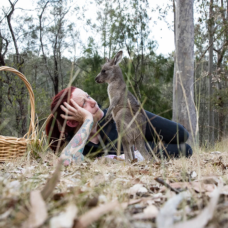 Eastern Grey Kangaroo