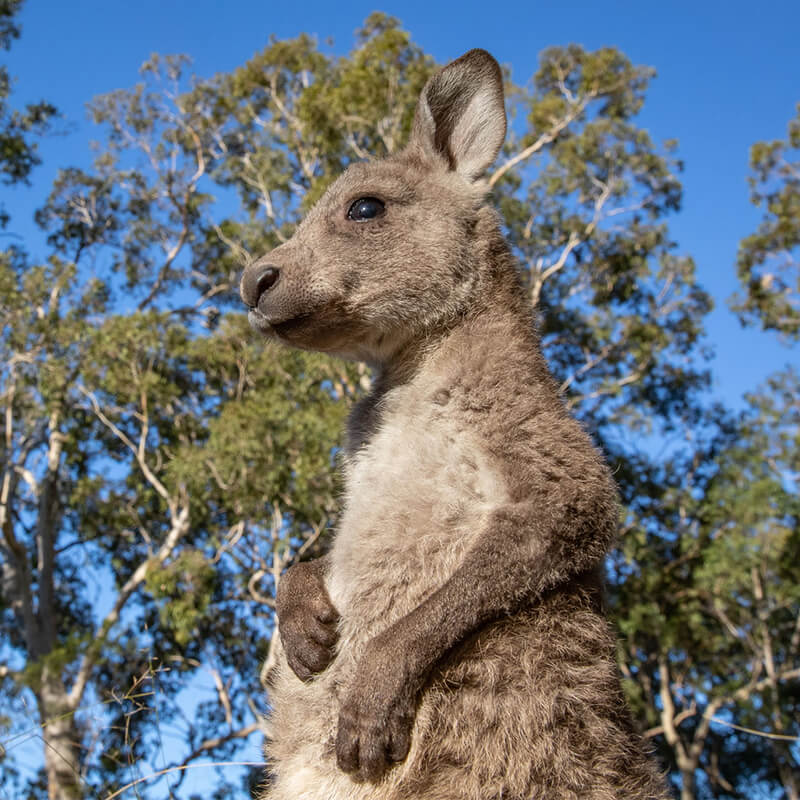 Eastern Grey Kangaroo