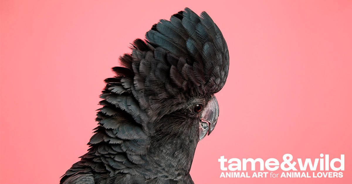 Contact - Tame and Wild Studio