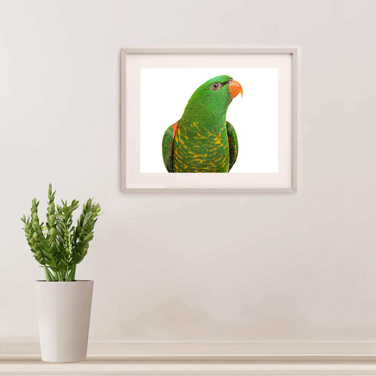 Gary, the Scaly-breasted Lorikeet