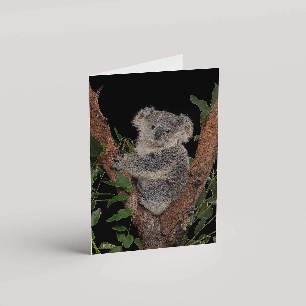 Harry the Koala
