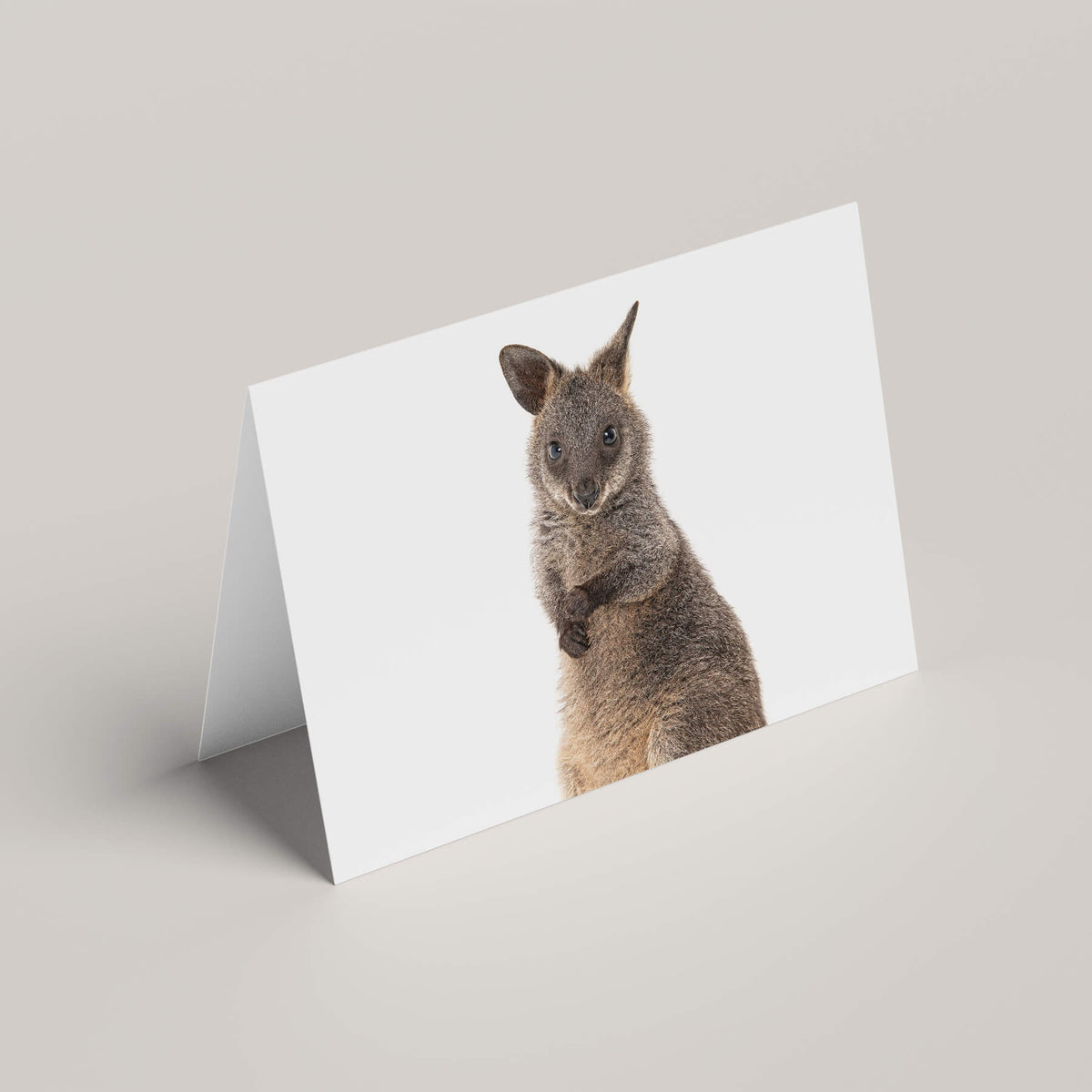 Coco, the Swamp Wallaby
