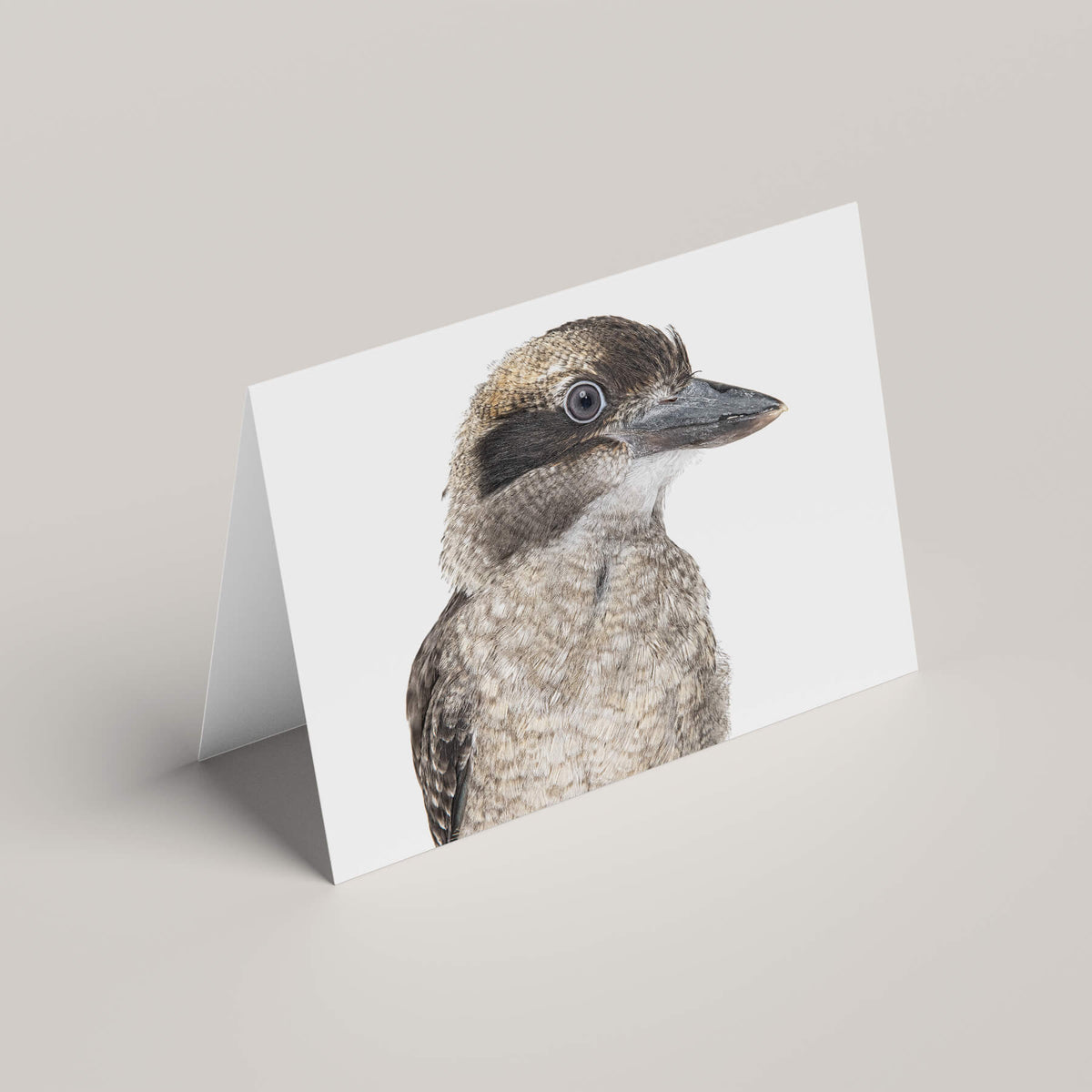 Kevin the Kookaburra