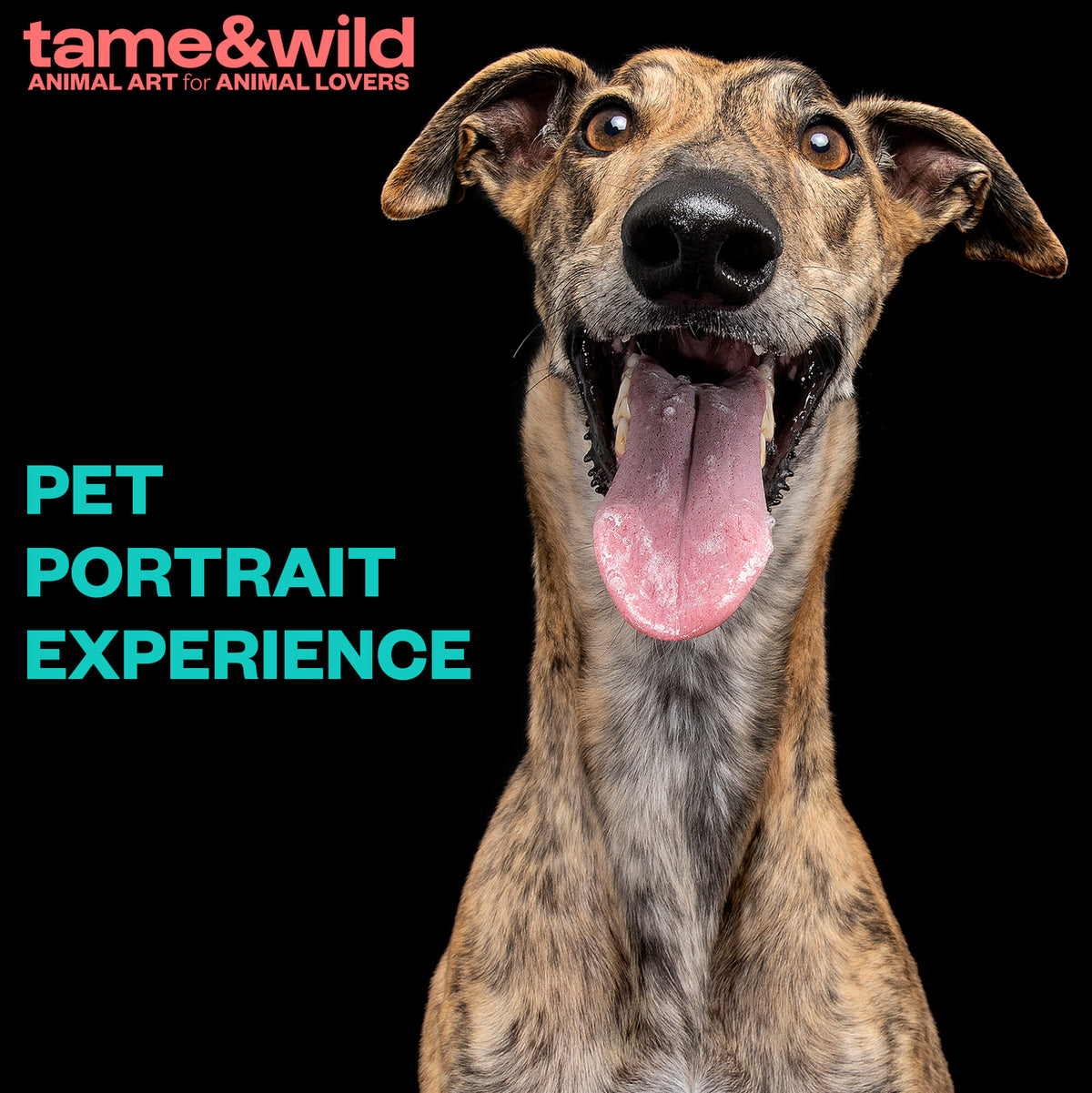 Pet Portrait Experience